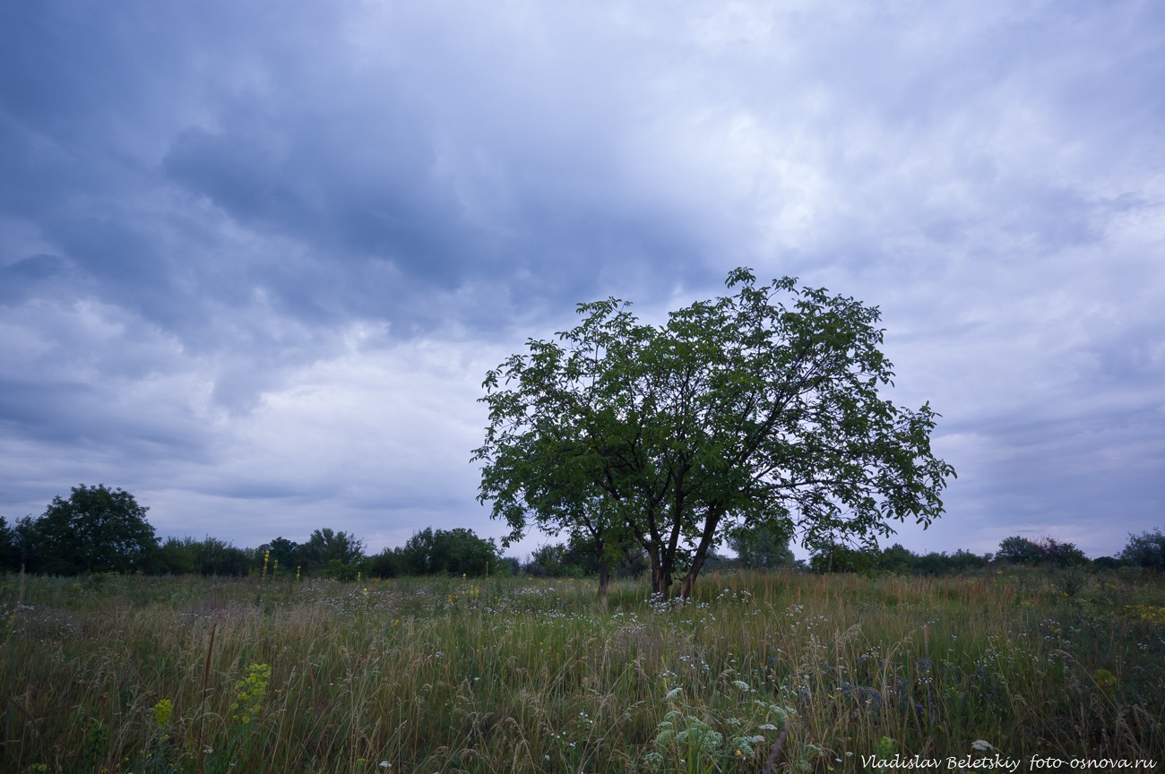 дерево на поле и облака
