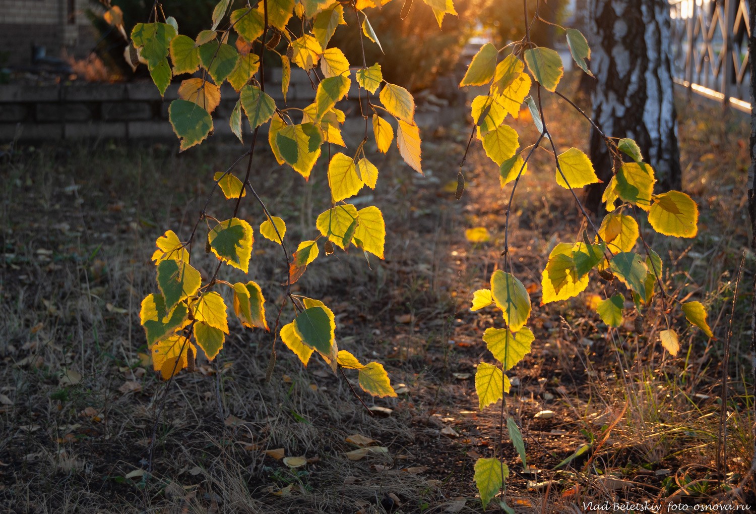 березовые листья на закате